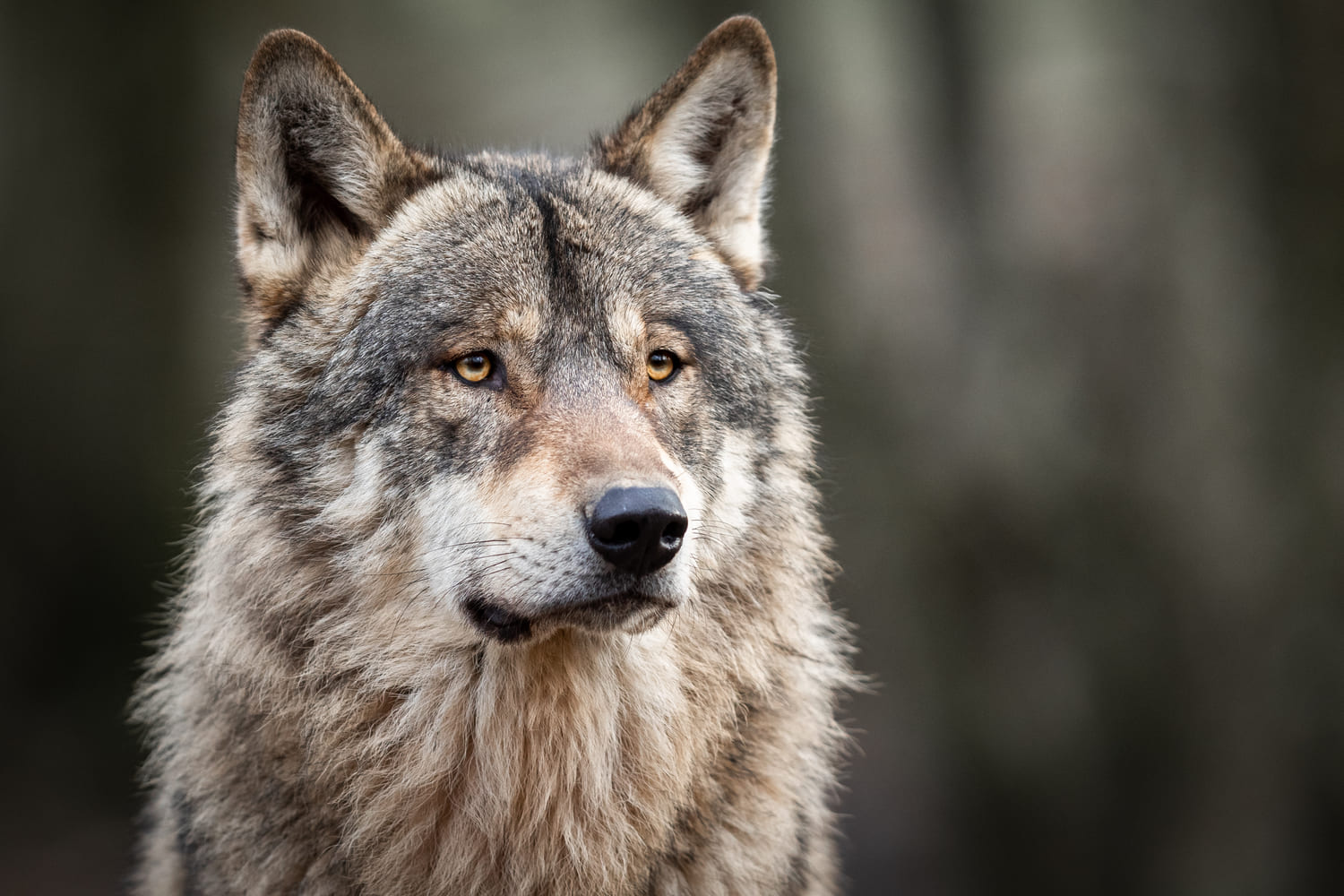 Fylgiur Spirit Animals and Their Meanings in Norse Culture